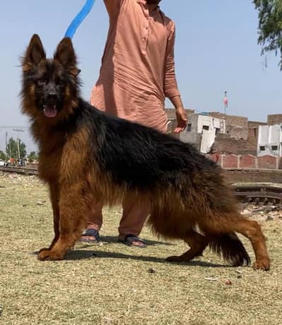 German shepherd proper long coat male 6 month age available