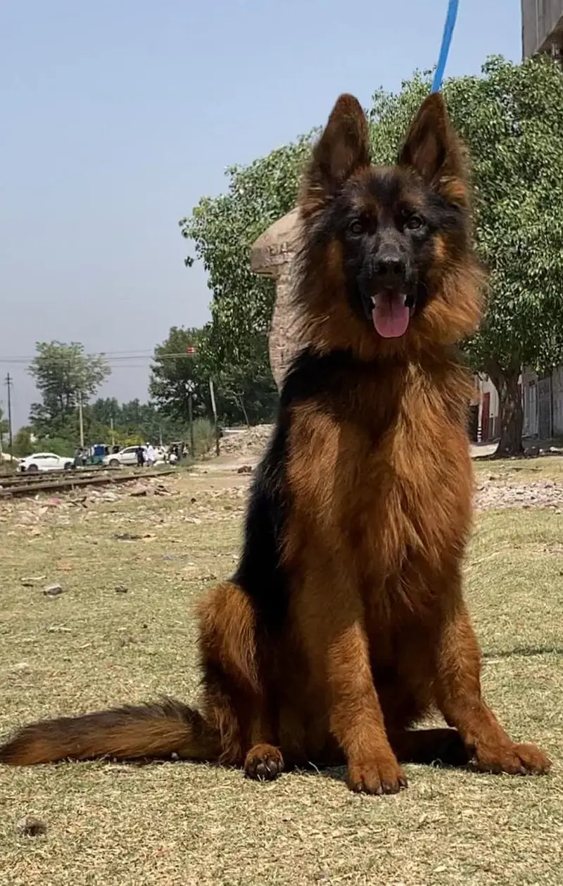 German shepherd proper long coat male 6 month age available — photo 2