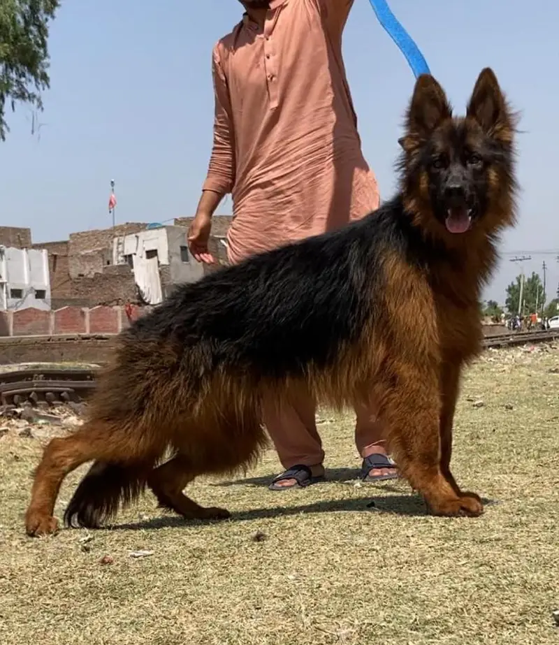German shepherd proper long coat male 6 month age available — photo 3