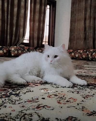 Persian çat