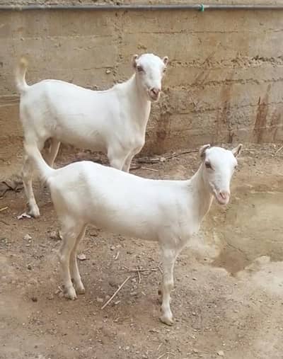 pointed kodu kattai pair