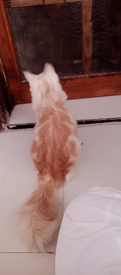 play full cat potty train for sell best price only for good hous