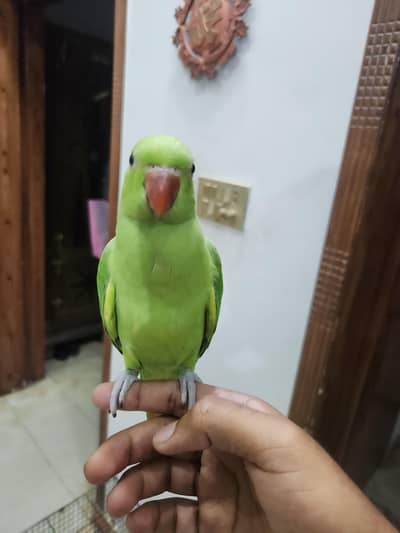 hand tame talking parrot