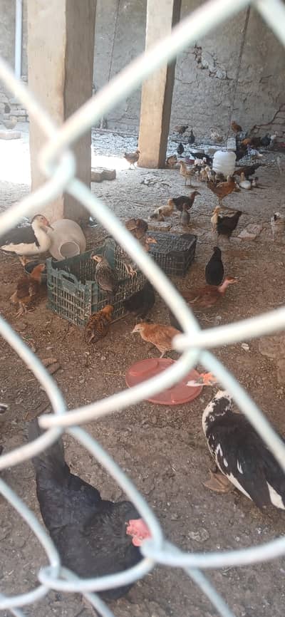 golden misri hen