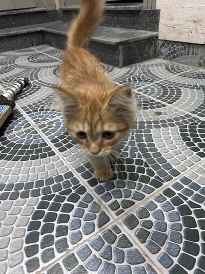 Cat for Donation