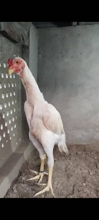 White Oh shamo females and male long highted