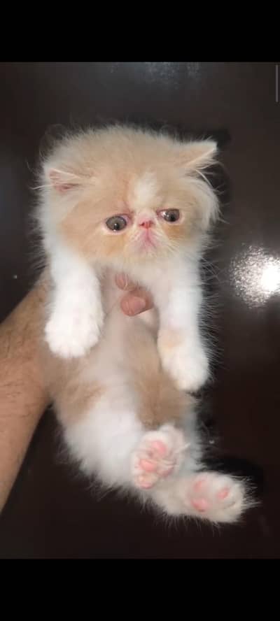 Persian kittens peke face