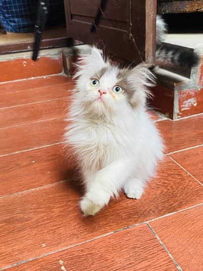 Persian male kitten