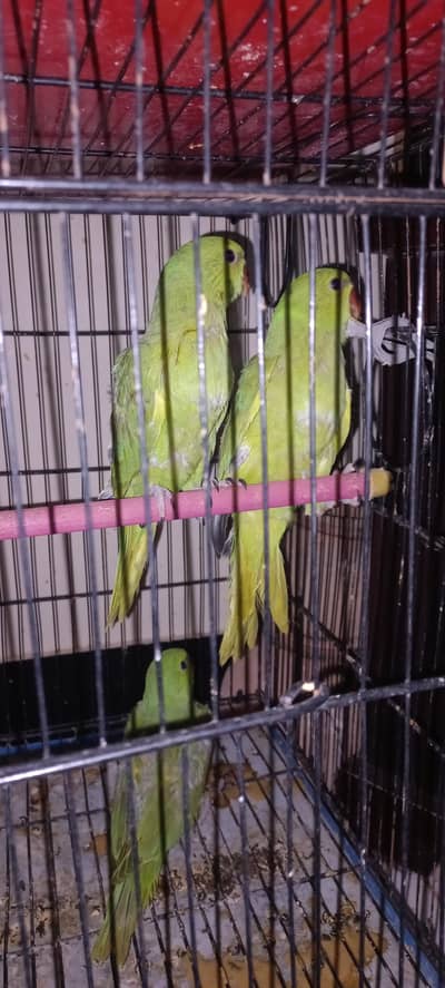 Cockatiel|tame