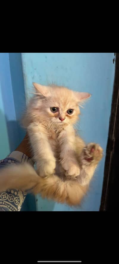 pure Persian triple coated kittens