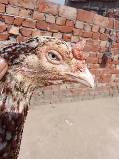 Pakistani