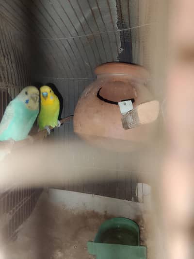breader pair