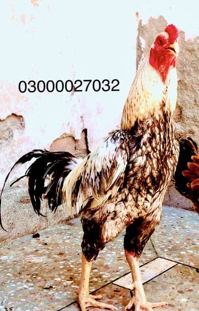 Pure Aseel mianwali male_ aseel murga |jawa aseel_03000027032