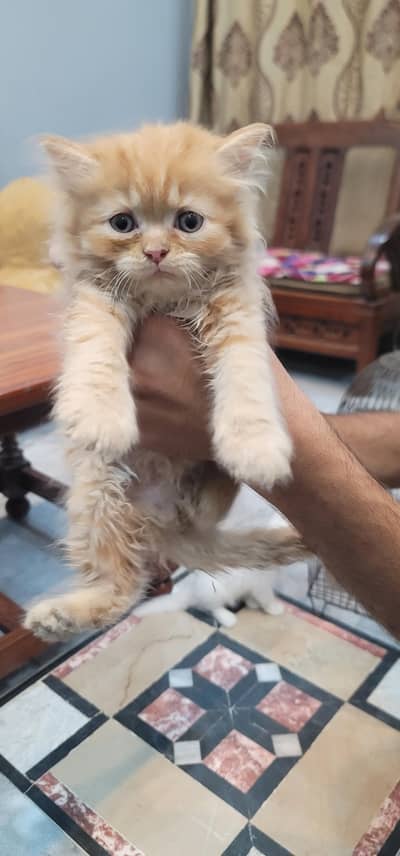 kitten's for sale age 60days