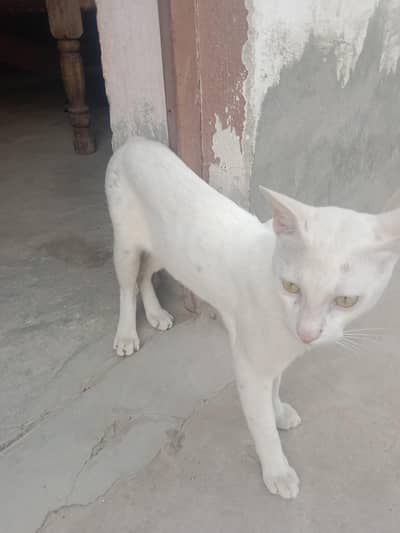 Cat Male Breed For Sale