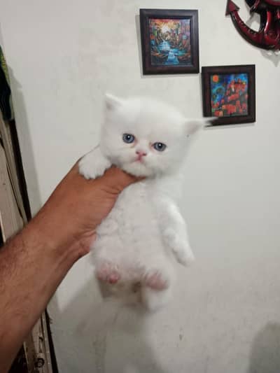 white Persian kitten