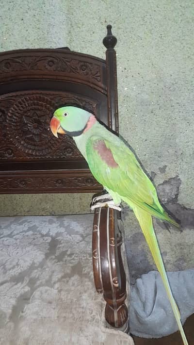 Healthy raw parrot available.