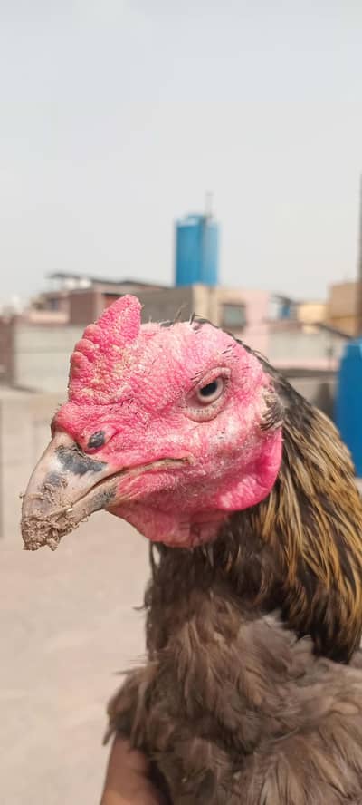 Aseel patha / murga