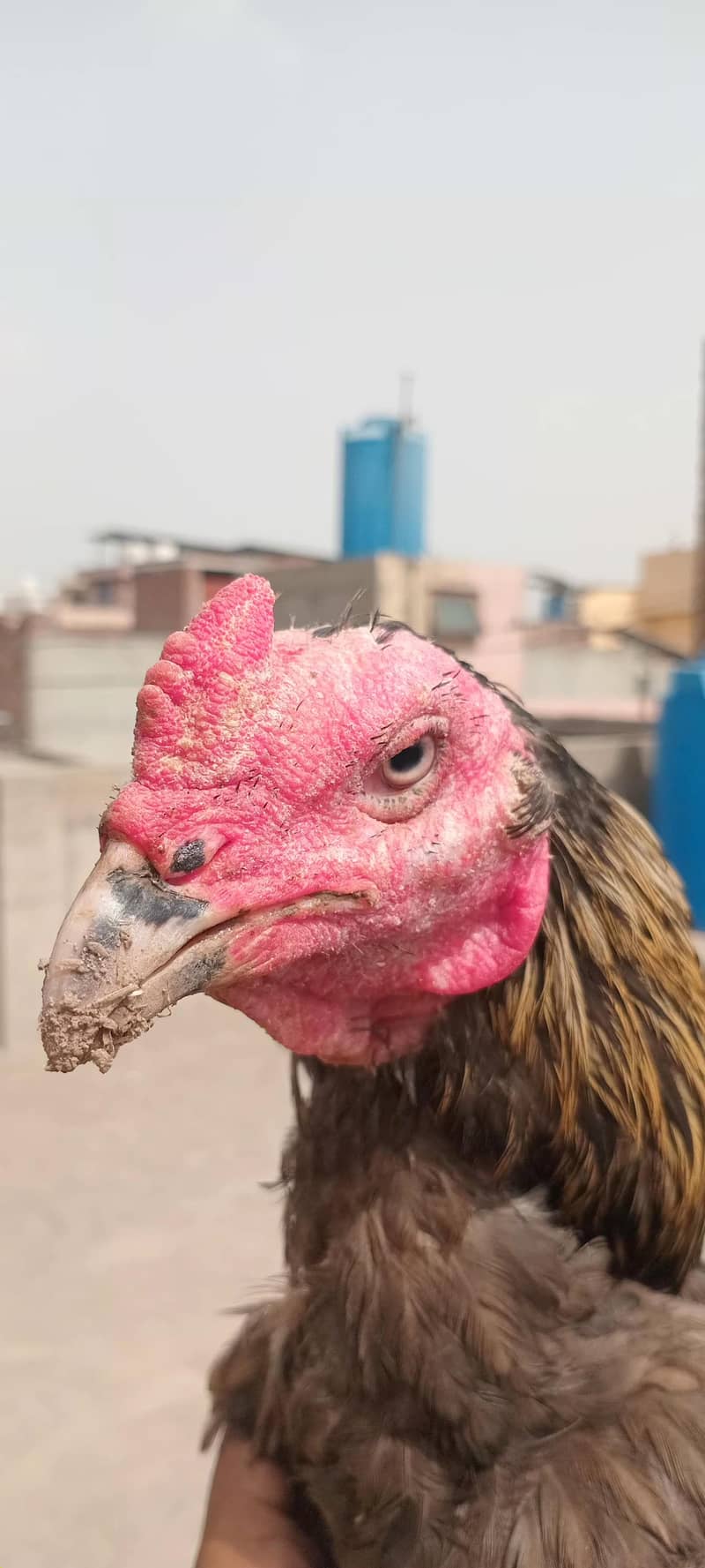 Aseel patha / murga 0