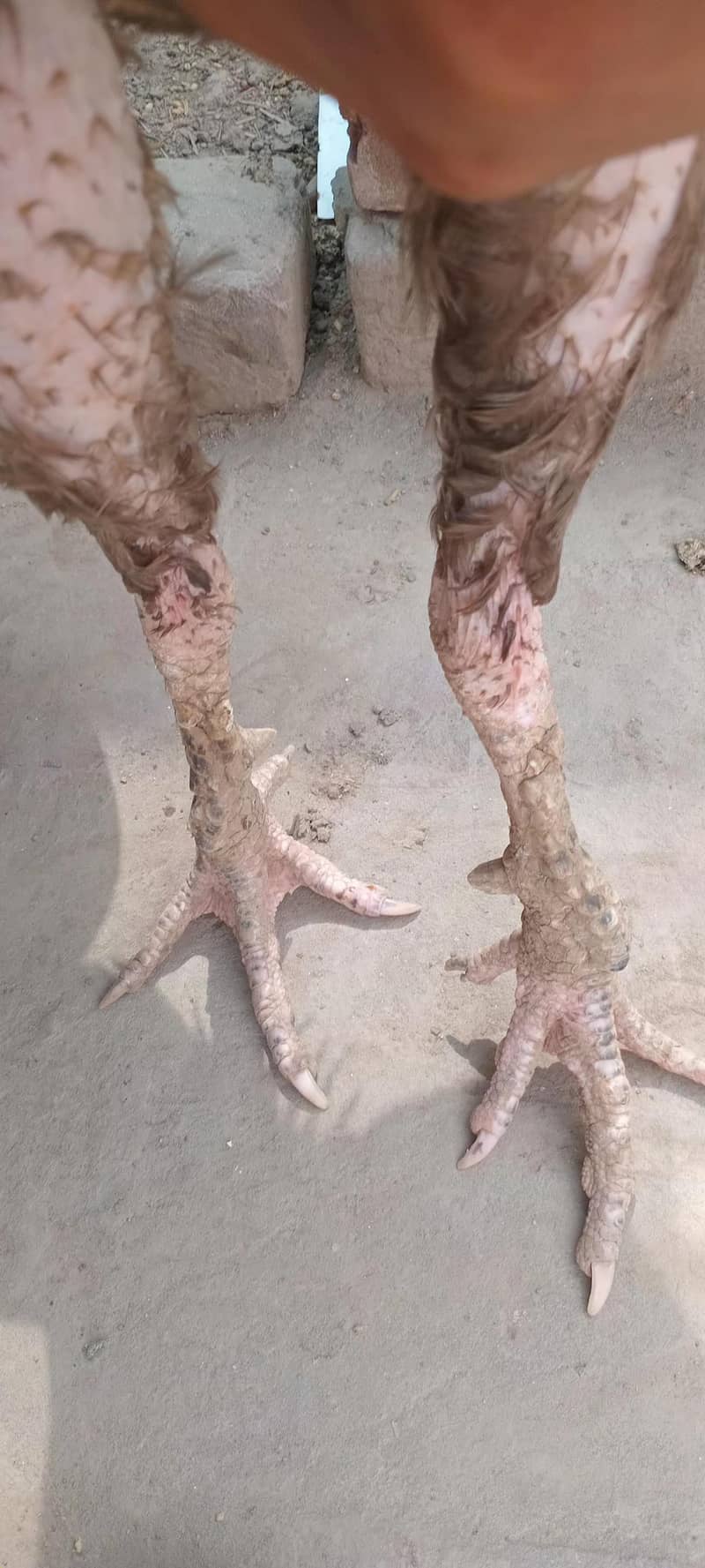Aseel patha / murga 2