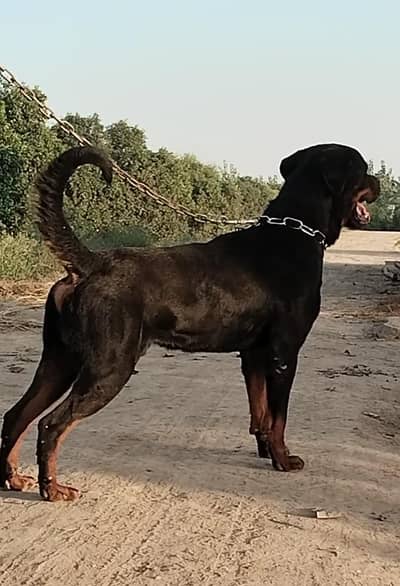 Rottweiler Male and female