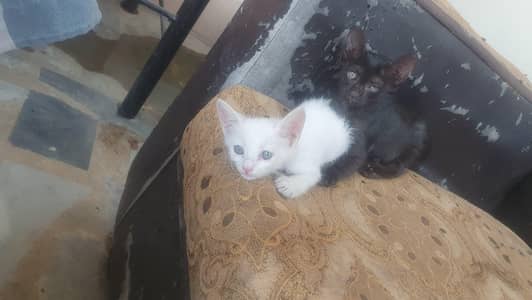 baby cat