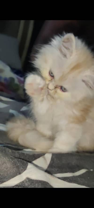 pure Persian triple coated heavy fur kitten available
