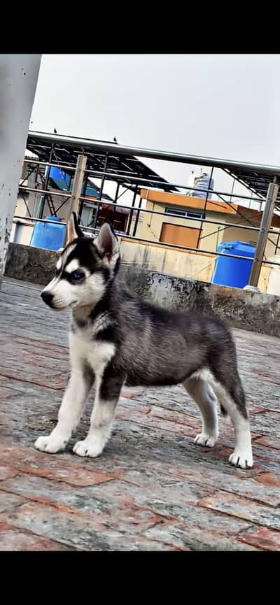 Pure Siberian Husky Exchange Possible With German