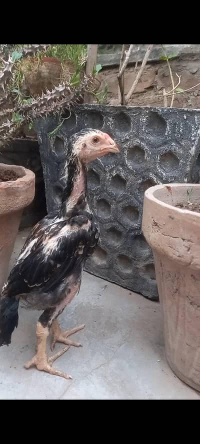 Japanese oh shamo chicks top premium Quality.