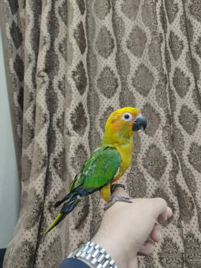 8 Months Old Tame Sun Conure Parrot For Sale – Beautiful & Healthy" 