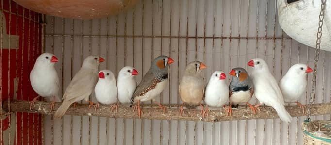 Finch Birds ( 10 Birds )