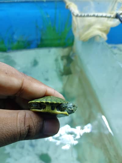Red ear slider turtle