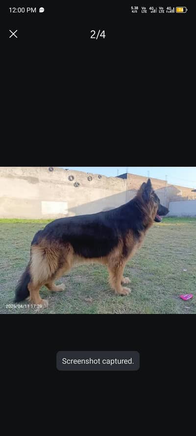 German shepherd
