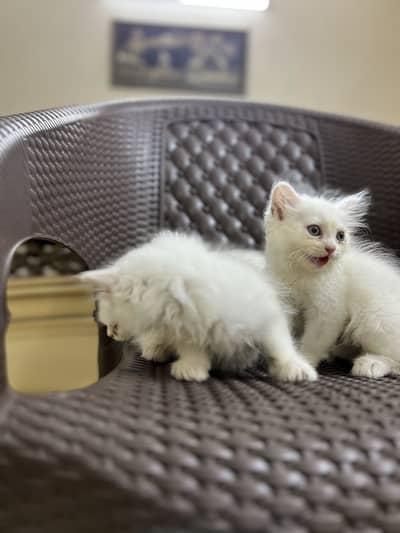 Persian Male Kitten for sale