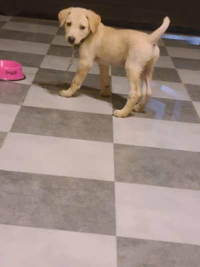 Labrador retriever puppies for sale