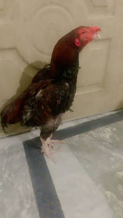 Healthy Premium Rooster for Sale