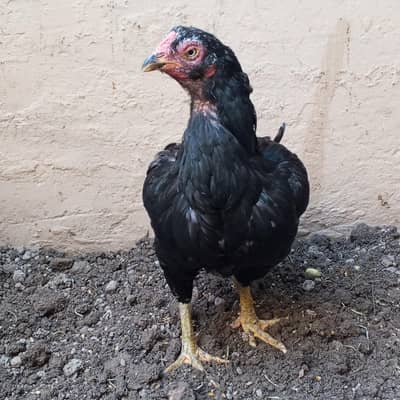 Aseel hens