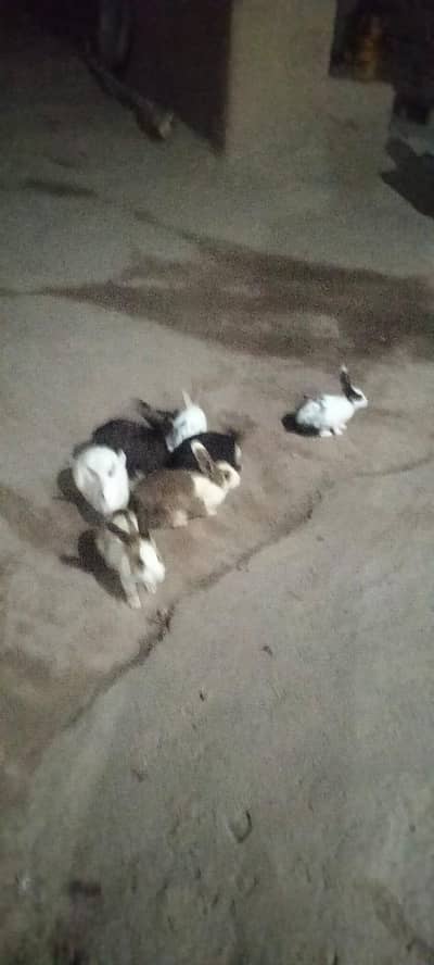 1 male 3 female and 3 another