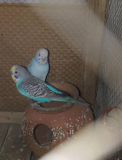 Breeder Pair