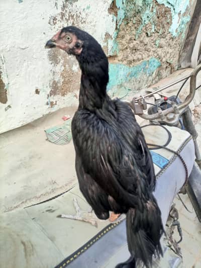 hi quality eggs dy rahi hai
