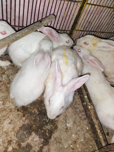 New Zealand rabbit Breeder pairs