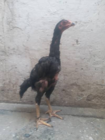 shamo 2.5 month male
