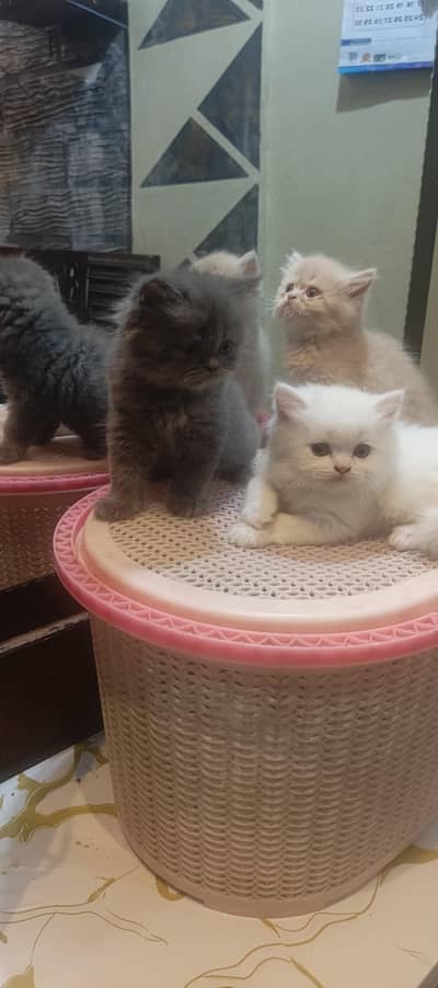 Persian Kitten for sale