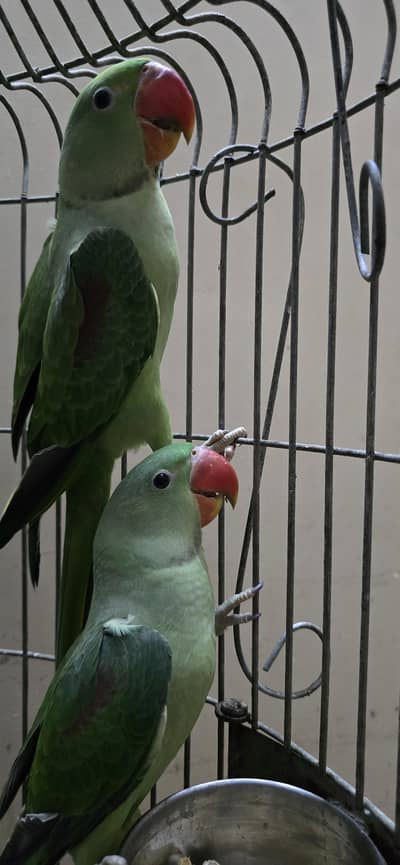 2 chicks available