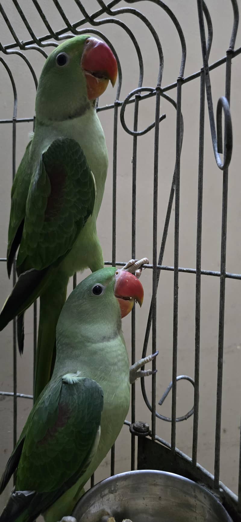 2 chicks available 2