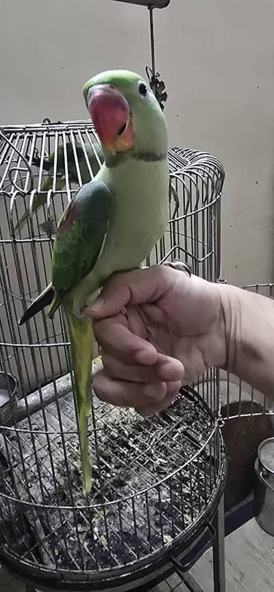 2 chicks available