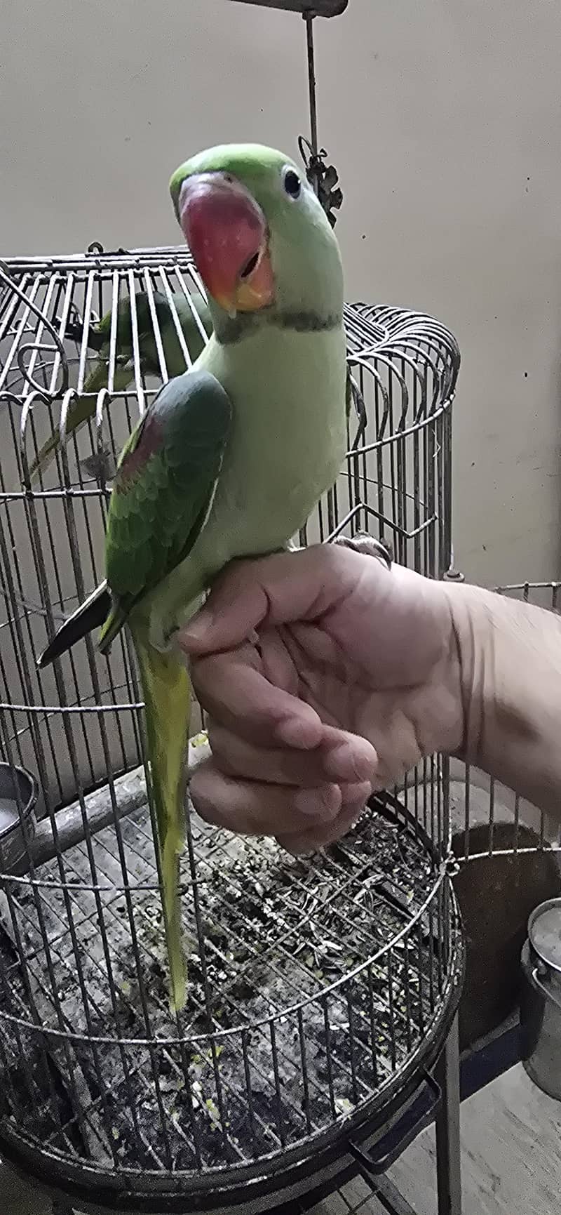 2 chicks available 0