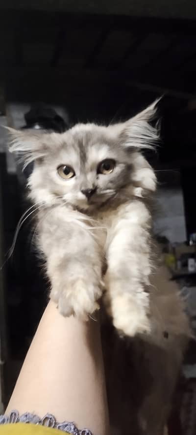 I wat to sell my all cats