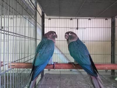 Blue turquoise/ torqouise bf-bc Conure pair available