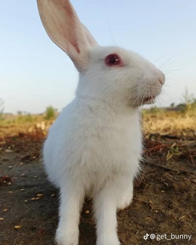 2 pair rabbit and exchange possible with mobile and aseel hen